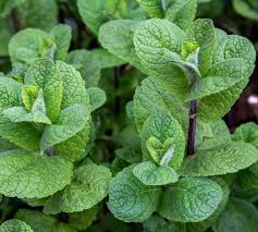 Check spelling or type a new query. 7 Plantes Qui Eloignent Les Nuisibles De Ton Jardin Et 7 Autres Qui Attirent Les Pollinisateurs