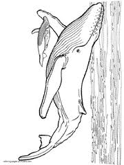 Explore 623989 free printable coloring pages for your kids and adults. 111 Sea And Ocean Animals Coloring Pages To Print