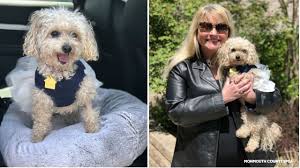 What do i need to do to adopt a pet from cobb county animal services? Coronavirus Nj Dog Finds Loving Forever Home After Owners Die Of Covid 19 Abc7 New York