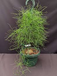 Image result for Bowiea volubilis