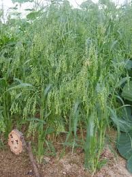 Image result for Panicum adenophorum