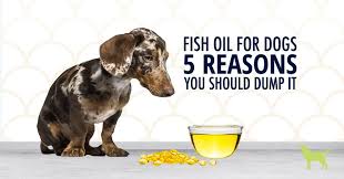 Fish Oil For Dogs Safe Or Not