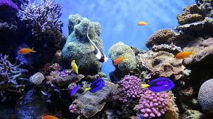 Coral Reef Underwater World Over 4 000 Species Of Fish Inhabit Coral Reefs Underwater World Oceans Of The World Life Under The Sea