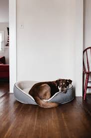 There are some great chew proof dog beds out there. Why You Should Invest In A Chew Proof Dog Bed Fetch Pet Care
