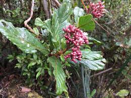 Image result for Gaertnera