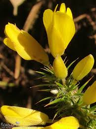 Image result for Ulex minor