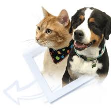 Une occasion pour connaitre les différentes races et acheter son chien ou chat. Salon Entre Chien Et Chat Salon De Toilettage Rimouski