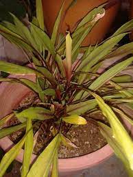 Banyak khasiat kunyit hitam yang tidak diketahui umum, tidak hairanlah ia banyak digunakan dalam perubatan tradisional dimana didakwa terdapat 30 komponen. Pokok Kunyit Hitam Plants