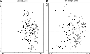 Image result for Kyllinga robinsoniana