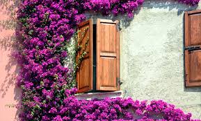 *le foto reali, scattate e caricate appositamente da noi, ritraggono piante presenti all'interno del arbusti e cespugli. Piante Rampicanti 8 Idee Per Giardino E Balcone Leitv
