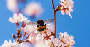 Honey bees live in hives (or colonies). Dcs For Bees Plan Tells Data Centers To Support Pollination Dcd