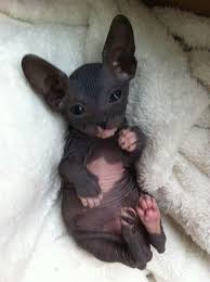 Vyftsfuvfdadfgfdxh In 2020 Animals Baby Animals Hairless Cat