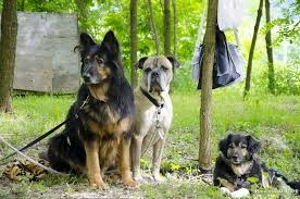 Maybe you would like to learn more about one of these? Hass Fidanken Agriturismo Per Cani Home Facebook