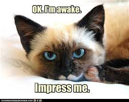 I Can Has Cheezburger