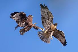 Hawks New York Birds Of Prey Pictures Don T Touch My Tail Pet Birds Juvenile Red Tailed Hawk Red Tailed Hawk