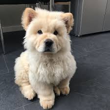 Meet Ghost Chow Chow Warwickshire Uk Ghost Likes To Go For Long Walks In The Park Where He Can Meet New Friend Cute Animals Cute Baby Animals Baby Animals