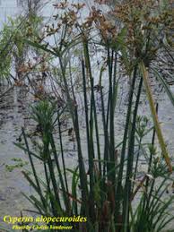 Image result for Cyperus alopecuroides