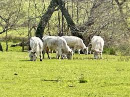 Image result for chillingham cattle