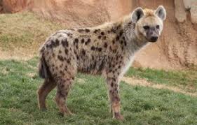 They're a family unique to themselves, hyaenidae, of which there are only 3 species. Spotted Hyena Facts National Geographic Kids