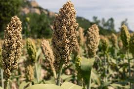 Check spelling or type a new query. Sorghum Making A Rebound In Europe Thanks To Climate Change
