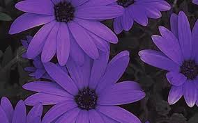 Apr 26 2018 explore aesthetic nihilist s board purple aesthetic followed by 124 people on pinterest. Flower Aesthetic Wallpapers Wallpaper Cave