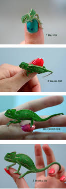 Baby Veiled Chameleons Growth Over 6 Weeks Ask Us About