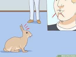 How To Pet A Rabbit 10 Steps With Pictures Wikihow