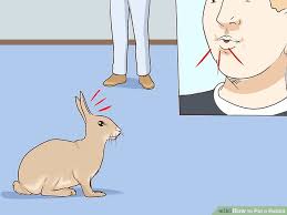 how to pet a rabbit 10 steps with pictures wikihow