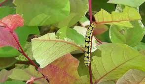 Should i spray them with an insecticide to protect my plants? Gardening In Florida Why Are The Leaves Of My Snowbush And Oleanders Disapperaring