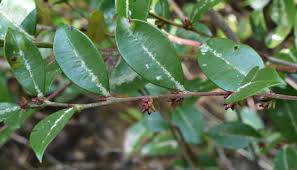Image result for Rawsonia lucida