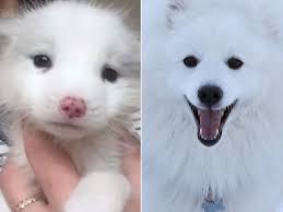 Woman Discovers Her Dog That Never Barks Or Eats Dog Food Is Actually A Fox People Com