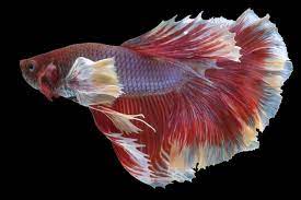 Although you might think that you are familiar with all aspects of color, it is not enough to know the basics. Betta Tail Types Identify What Makes Your Betta Unique