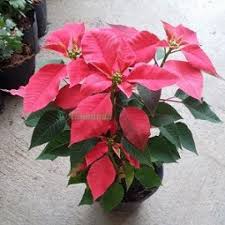 Maybe you would like to learn more about one of these? Jual Tanaman Hias Kastuba Merah Hp 085608566034