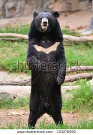 Asiatic Black Bear Range Map Moon Bears Standing Google Search Asiatic Black Bear Moon Bear Asian Black Bear