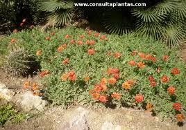 Image result for Arctotis hybrids