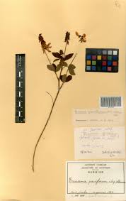 Image result for Eriosema parviflorum