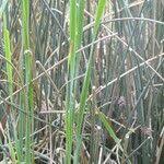 Image result for Schoenoplectus scirpoides