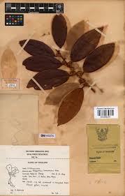 Image result for Ellipanthus