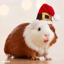 Pin On Guinea Pig