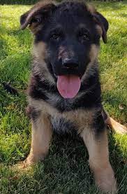 They have a very playful spirit, which makes them a great family pet. German Shepherd Puppies For Sale Knightstown In 306090