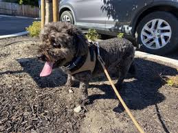 Explore other popular pets near you from over 7 million businesses with over 142 million reviews and opinions from yelpers. Abc Pet Clinic 28 Photos 149 Reviews Veterinarians 2259 San Ramon Valley Blvd San Ramon Ca Phone Number