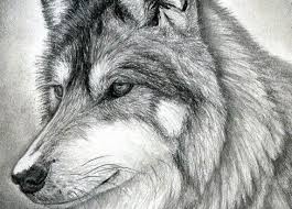 Zeichnen Malen Realistische Zeichnungen Wolf Malen Tierwelt Kunst