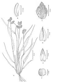 Image result for Eleusine