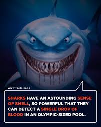 Sometimes you can see a shark, which, at first glance, wanders aimlessly in the water, constantly changing the direction of motion. Sharks Have An Astounding Sense Of Smell Facts Zone