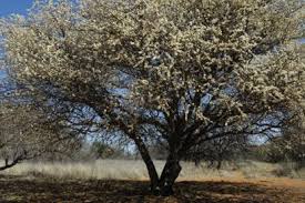 Image result for Acacia mellifera