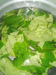 Durian belanda atau nama saintifiknya annona muricata berasal dari sekitar peru, mexico dan argentina. Air Rebusan Daun Durian Belanda Manfaatnya Luar Biasa Wanita Ni Amal Kongsi Info Keluarga