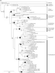 Image result for Chlorophytum affine