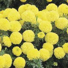 Inca 2 Primrose Marigold Marigold Seeds Yellow Flowers Bonsai Seeds