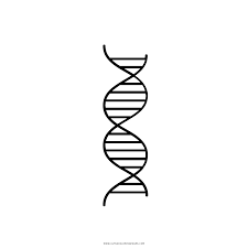 Deoxyribonucleic acid is a molecule composed of two polynucleotide chains that coil around each other to form a double helix carrying genetic instructions for the development, functioning. Dna Coloring Page Ultra Coloring Pages
