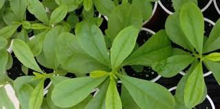 Image result for Talinum fruticosum